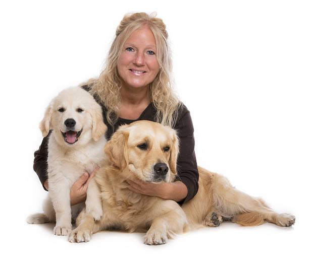 Golden Retriever litter — newborn puppies