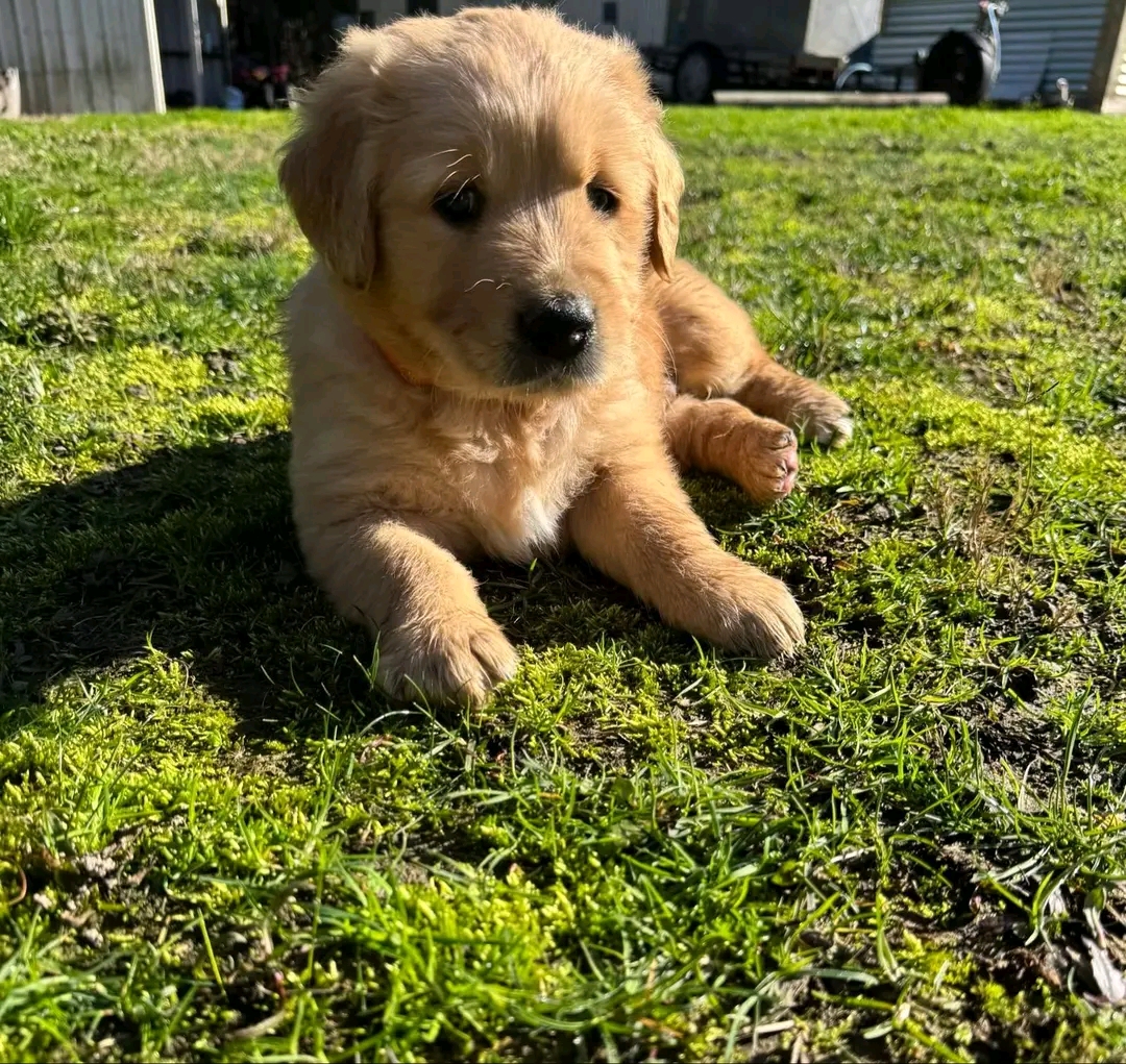 Luis — 11 wks Male Pure gold Golden Retriever