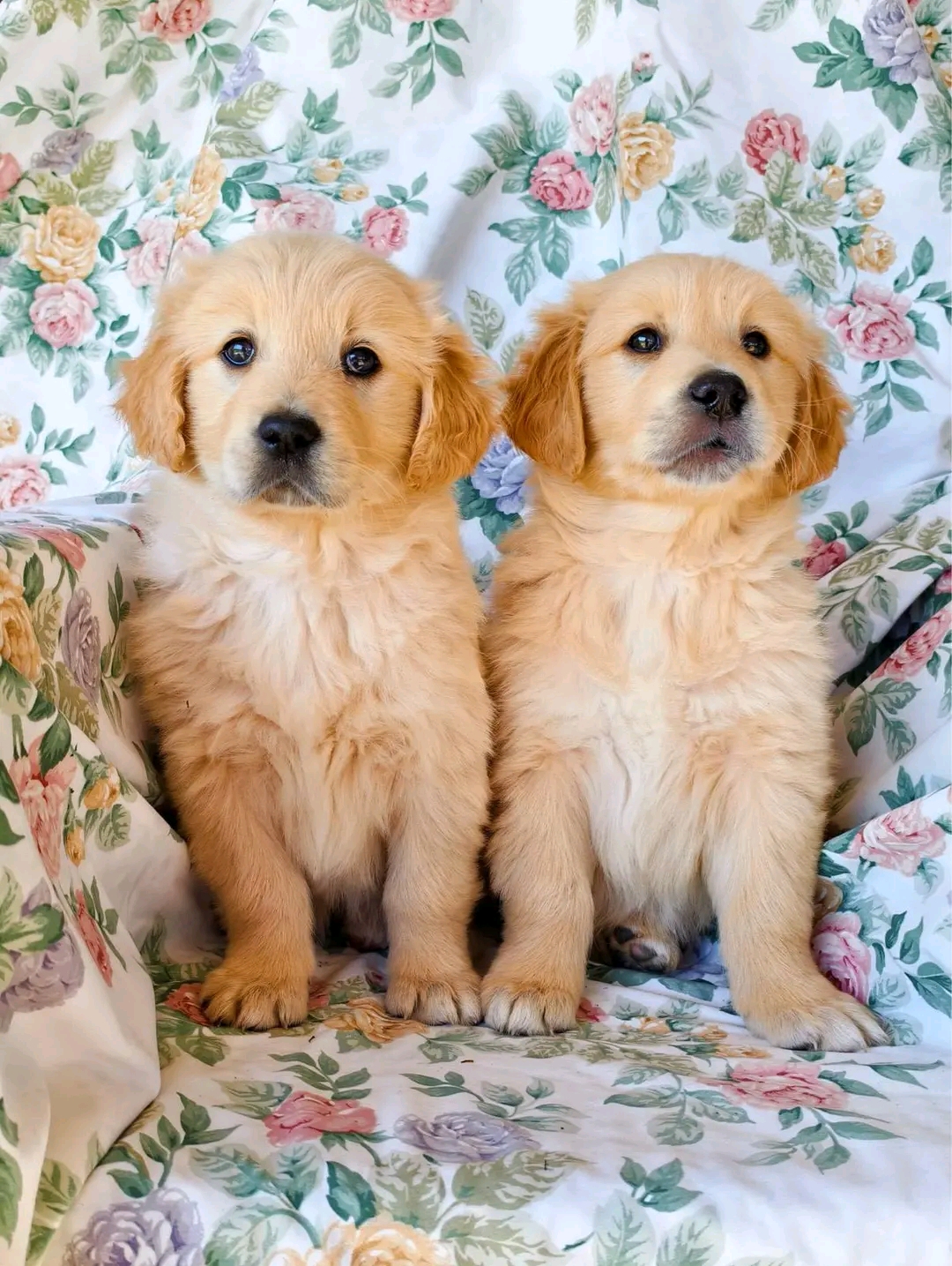 Enerst — 14 wks Male Pure gold Golden Retriever