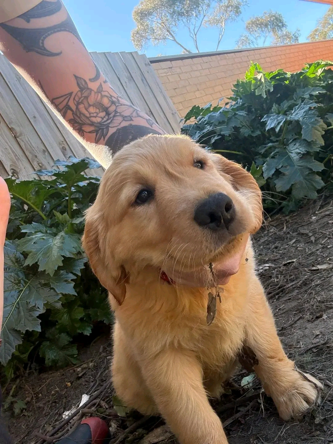 Kerry — Pure gold Golden Retriever