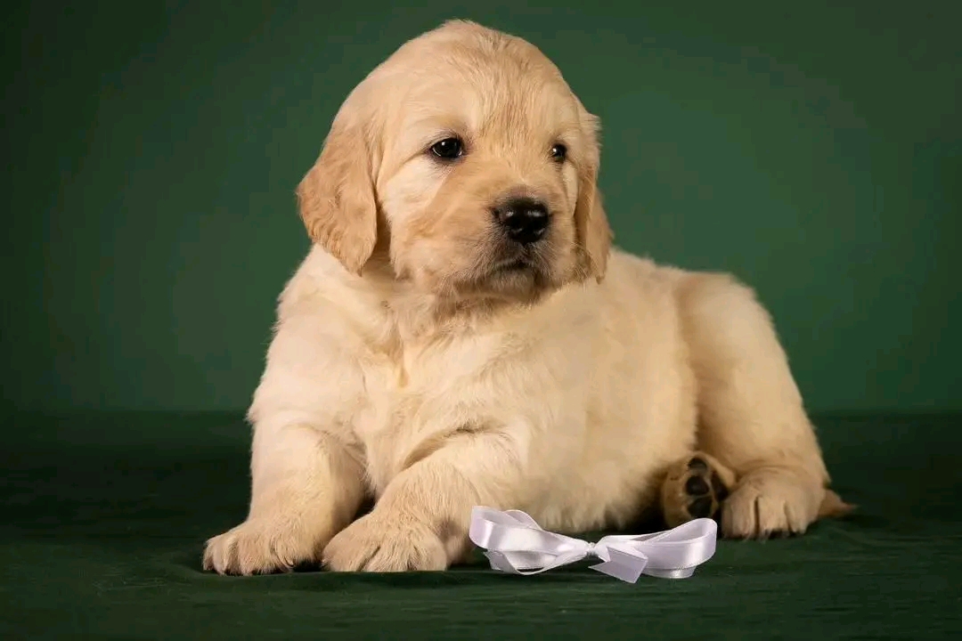 Felix — 10 wks Male Pure gold Golden Retriever