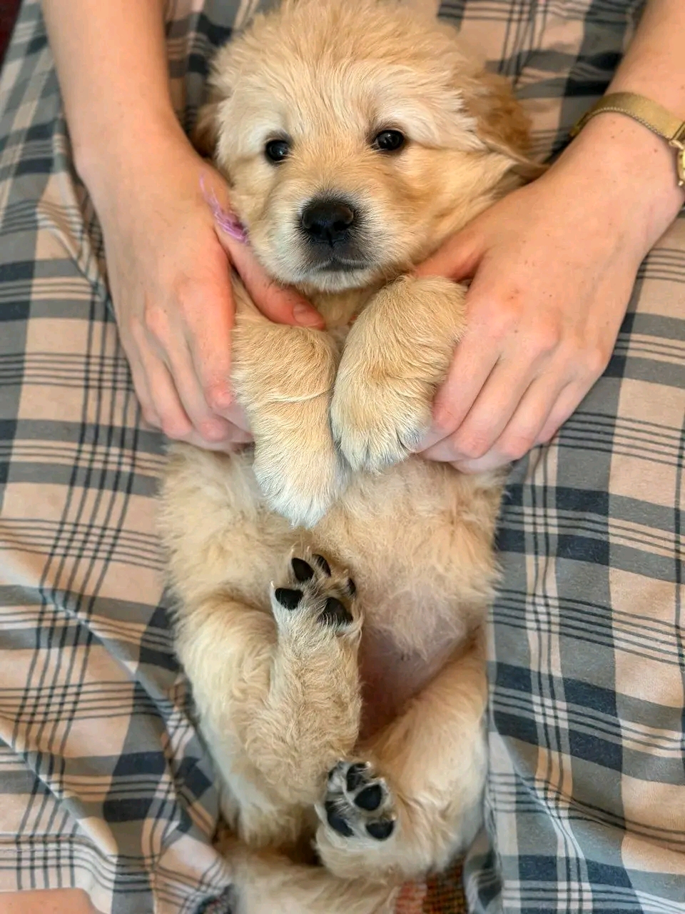 Rose — 10 wks Female Light cream golden. Golden Retriever