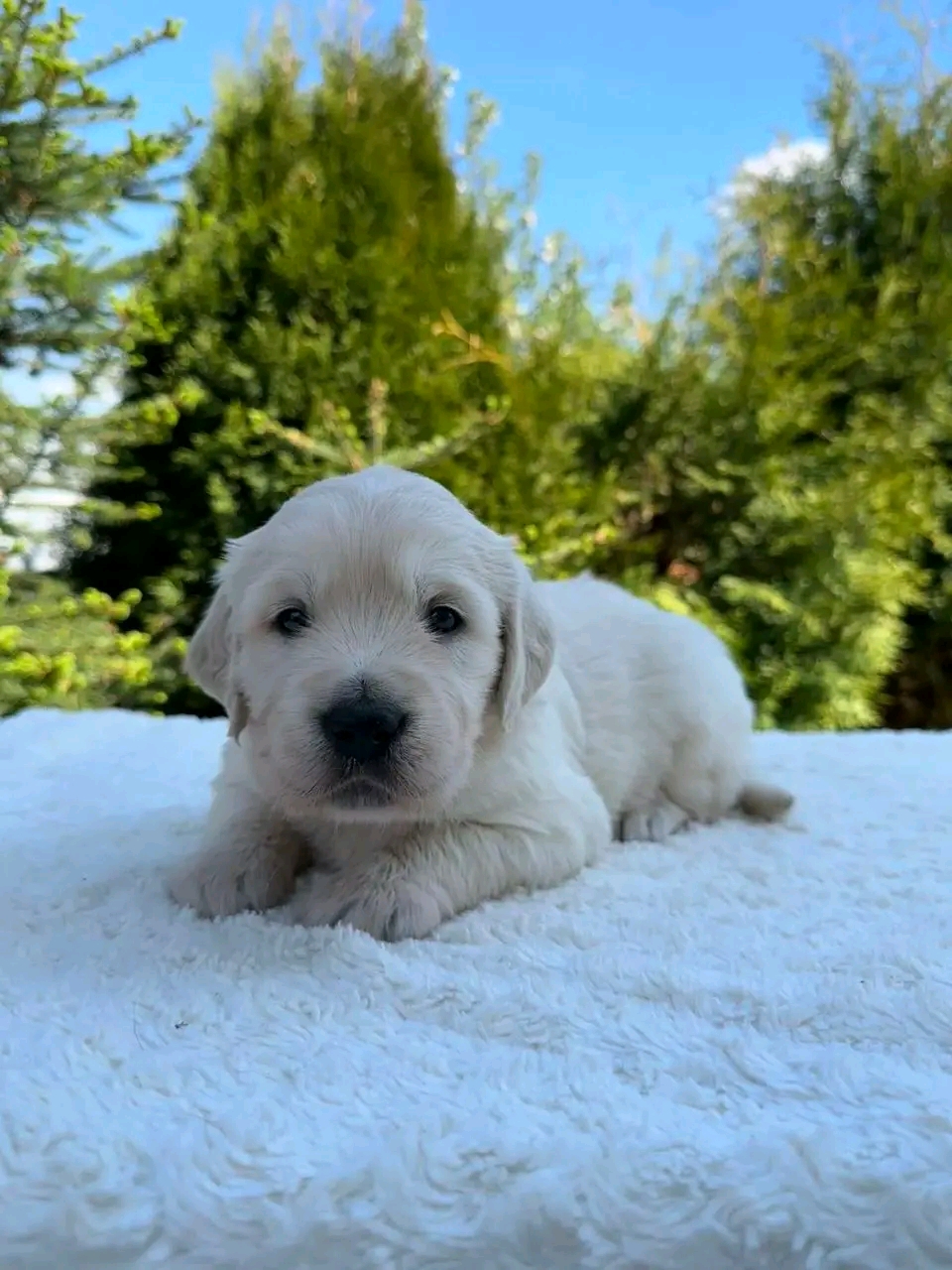 Vivian — 6 wks Male light cream to almost white coat Golden Retriever