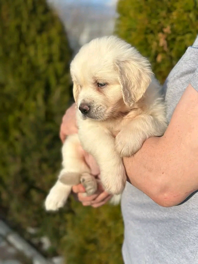 Jenifer — 5 wks Female Light cream gold Golden Retriever