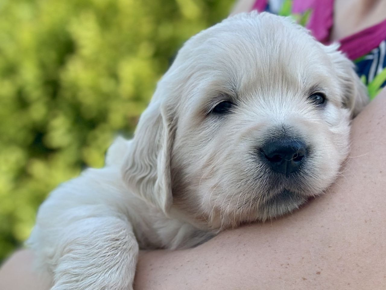Shawn — 12 wks Male very light cream to off-white coat Golden Retriever