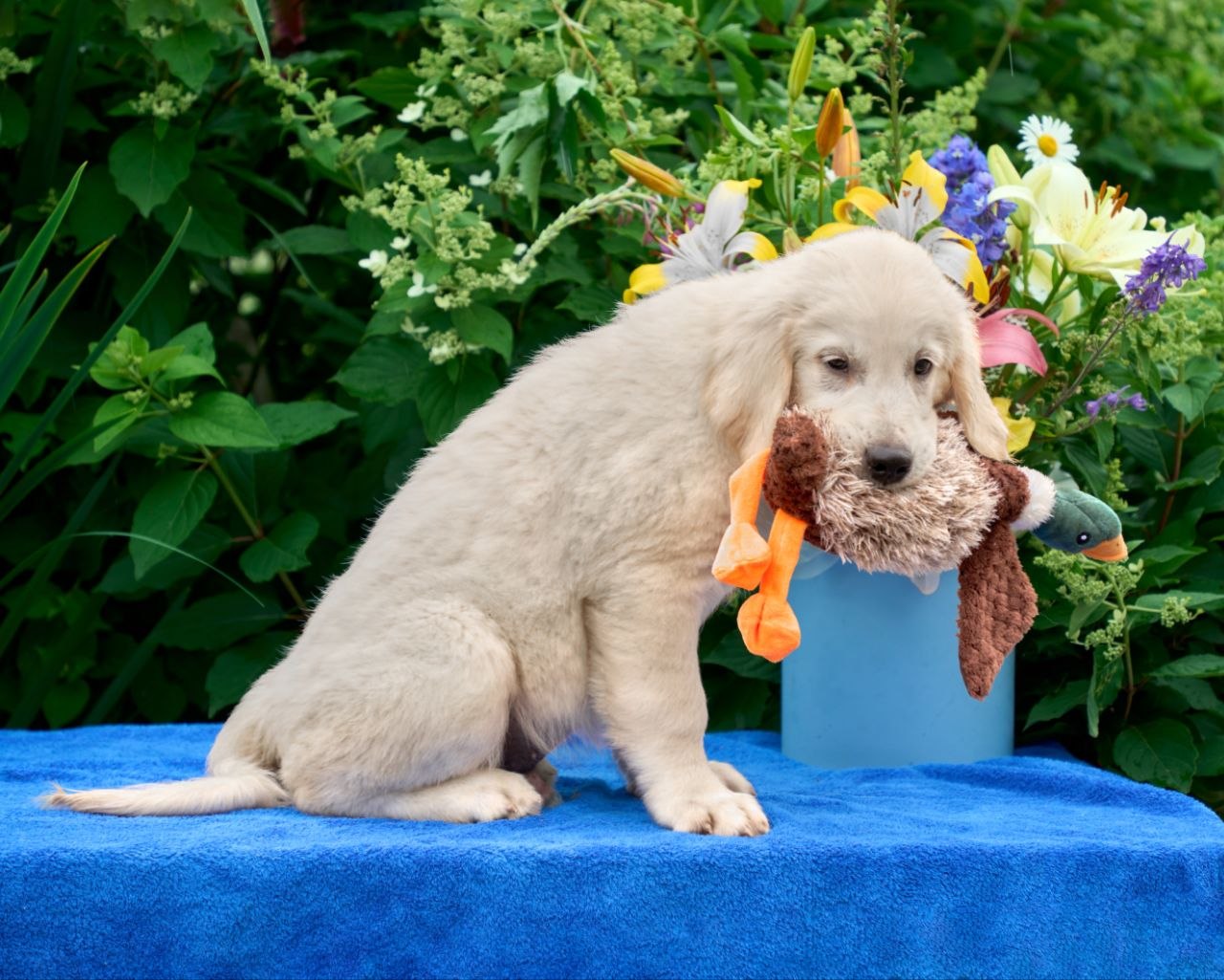 Kerry — 12 wks Female Very light cream to off-white coat Golden Retriever